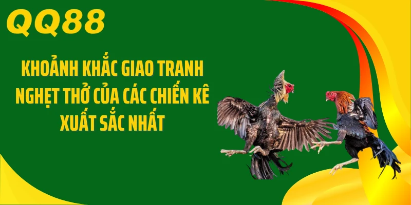 Khoảnh khắc giao tranh nghẹt thở của các chiến kê xuất sắc nhất
